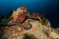 Banded sea krait, Laticauda colubrina Royalty Free Stock Photo