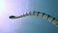 Banded sea krait Laticauda colubrina - sea snake in the corals in Zulu sea Apo island