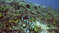 Banded sea snake.