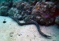 Banded Sea Snake Hunts for Prey Royalty Free Stock Photo