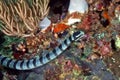 Banded sea snake Laticauda colubrina crawls in corals. Philippines Royalty Free Stock Photo