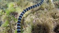 Banded Sea Snake in sea