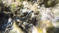 Banded Sea Snake in sea