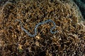 Banded Sea Snake Swimming Over Fire Coral