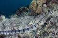 Banded Sea Snake Underwater Royalty Free Stock Photo