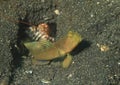 Banded shrimpgoby