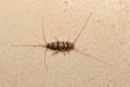 Banded silverfish top view