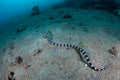 Banded Snake Eel Mimic of Banded Sea Snake