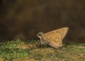 Banded Straw Ace Butterfly at Garo Hills, Meghalaya,India