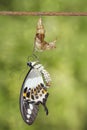 Banded swallowtail butterfly Papilio demolion emerging from ch Royalty Free Stock Photo