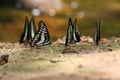 Banded swallowtail butterfly (Papilio demolion) sucking food Royalty Free Stock Photo