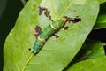 Banded Swallowtail Papilio demolion caterpillar Royalty Free Stock Photo