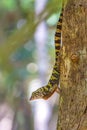 Banded Tree Anole Anolis transversalis