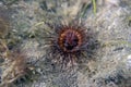 A Banded Tube-dwelling Anemone (Isarachnanthus nocturnus) in Florida Royalty Free Stock Photo