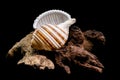 Banded Tun Shell Specimen On Weathered Driftwood Surface Royalty Free Stock Photo