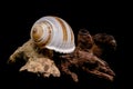 Banded Tun Shell Specimen On Weathered Driftwood Surface Royalty Free Stock Photo