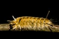 Banded Tussock Moth Caterpillar