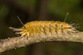 Banded Tussock Moth Caterpillar