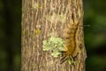 Banded Tussock Moth Caterpillar