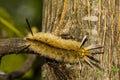 Banded Tussock Moth Caterpillar