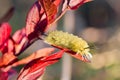 Banded tussock moth caterpillar closeup with detail on red leafed plant