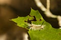 Banded Tussock Moth Caterpillar Eating Plant Juice Royalty Free Stock Photo