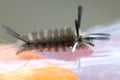Banded Tussock Moth Caterpillar Royalty Free Stock Photo