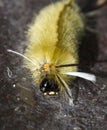 Banded Tussock Moth Caterpillar - Halysidota tessellaris Royalty Free Stock Photo