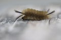 Banded Tussock Moth Caterpillar Royalty Free Stock Photo