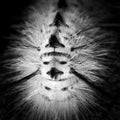 Banded Tussock Moth Caterpillar Royalty Free Stock Photo