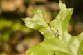 Banded Tussock Moth Caterpillar on Oak Leaf, in Sun Royalty Free Stock Photo