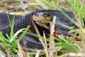 Banded Water Snake in the grass on Pinckney Island National Wildlife Refuge, South Carolina