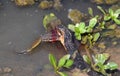 Banded Watersnake eating large green American Bullfrog Royalty Free Stock Photo