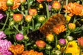 Banded Woolly Bear Caterpillar Royalty Free Stock Photo