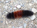 Banded Wooly Bear Caterpillar Crawling on a Gravel Pathway