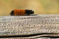 Isabella Tiger Moth - Pyrrharctia isabella