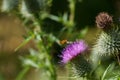 Hoverfly Flying Purple Thistle Flower Head.