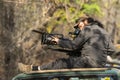 Bandhavgarh, madhya pradesh, india - 25 April 2022 : wildlife cinematographer or photographer above on safari vehicle filming
