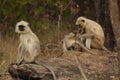 Bandhavgarh National park Monkeys gathering in a rock