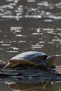 Indian Flapshell Turtle