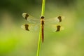 Bandheidelibel, Banded Darter, Sympetrum pedemontanum