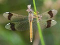 Bandheidelibel, Banded Darter, Sympetrum pedemontanum