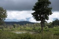 Bandipur National forest Royalty Free Stock Photo