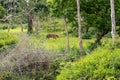 Bandipur National forest Royalty Free Stock Photo