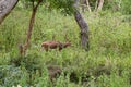 Bandipur National forest Royalty Free Stock Photo