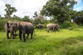 Bandipur National forest Royalty Free Stock Photo