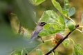Bandit Bird Eat Fig 03 Royalty Free Stock Photo
