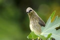 Waxwing Bandit Bird with Fig Leaf 01 Royalty Free Stock Photo