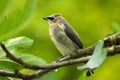 Waxwing Bandit Bird in Fig Tree 11 Royalty Free Stock Photo