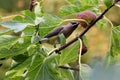 Bandit Bird Fig Tree 03 Royalty Free Stock Photo